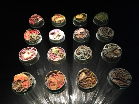 Suzanne Anker 《遙感》 尺寸可變  雕塑   2013
