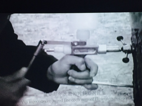 《抑花一號》影像截屏，工作人員對雌樹注射藥物
