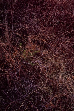 
封巖 《唐陵深草02》 201×134cm 攝影 photogragh 2015

