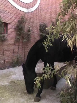 門后的老馬
