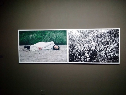 展覽通道墻上還展出了陳秋林的攝影作品，圖為《繁花》
