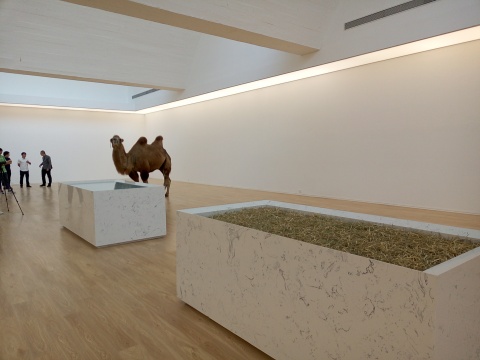 趙趙新展亮相唐人，“塔克拉瑪干”的駱駝來到展廳