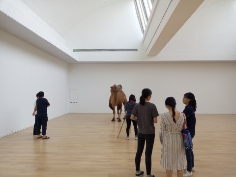 趙趙新展亮相唐人，“塔克拉瑪干”的駱駝來到展廳