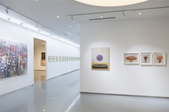 茹小凡個展“植物、氣球與鐘形罩”展覽現(xiàn)場
