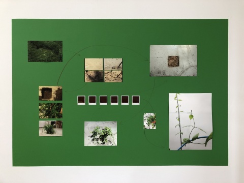 范西《種草》 行為、攝影 2014,2015-2017
