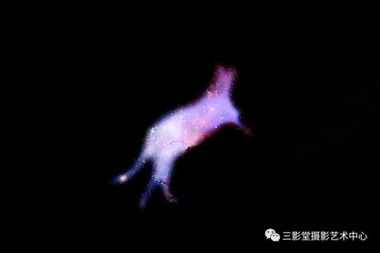 《貓的秘術(shù)》 2018 ?神思遠
