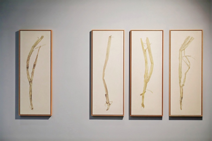 沈少民 從美術(shù)館的稻田里生長出來的作品