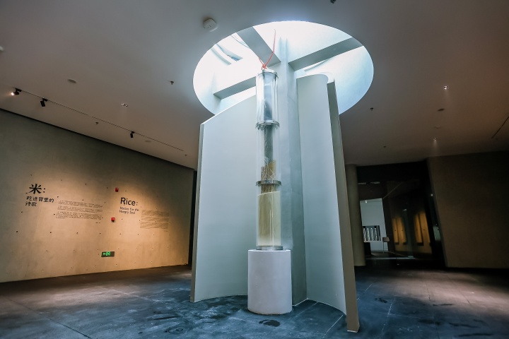 沈少民 從美術(shù)館的稻田里生長出來的作品
