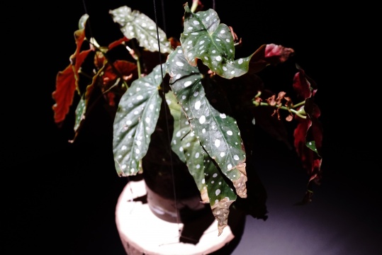 《三體植物》（作品細節(jié)）
