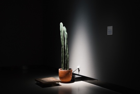 《覺醒》，新媒體裝置（金屬彈簧，振動發(fā)生器，橡木板，植物生物數據傳感器，定制貼片，微控制器，電線，仙人掌 ），尺寸可變，2024，覺然
